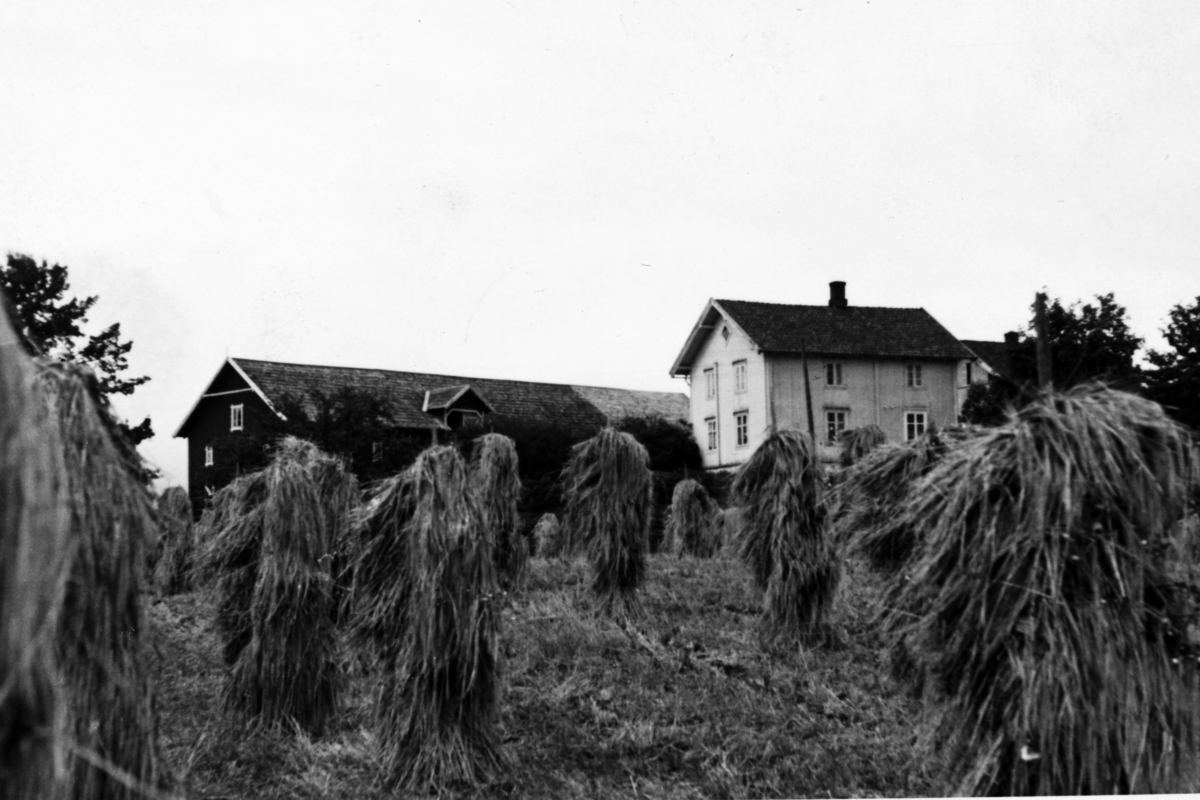 Midtre Kartomten ca. 1945. Losnes. 