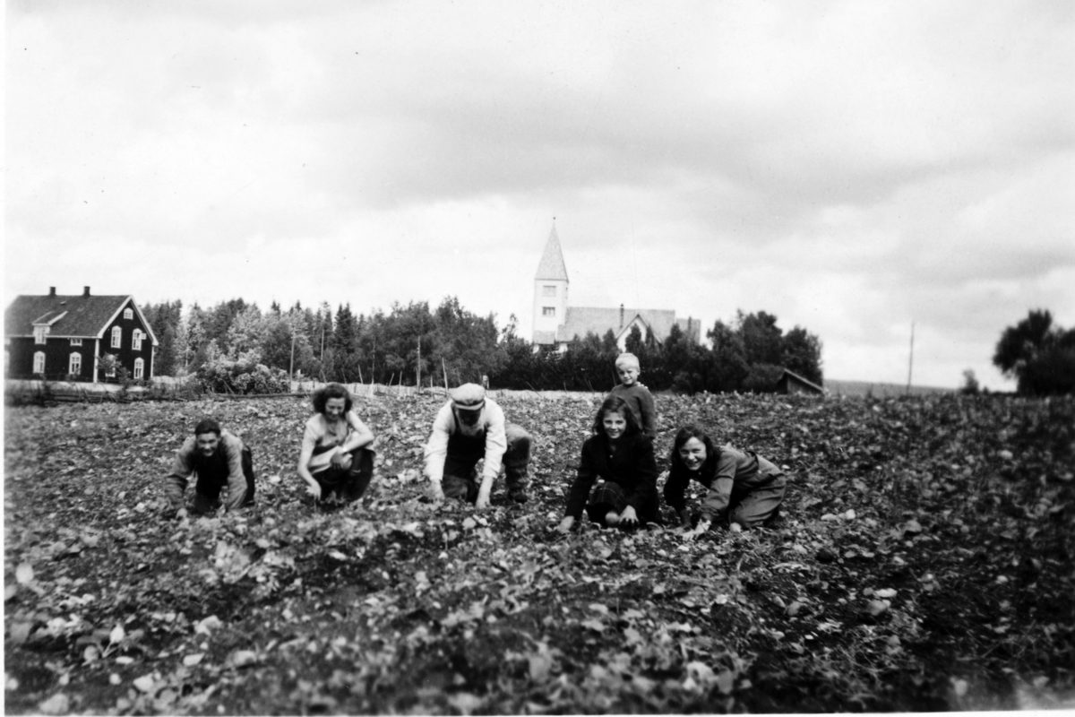 Midtre Kartomten ca 1955-1956. Kålrottynning. F. v. Jens Kartomten, Kari Holte, Laurits Kartomten, Margit Holtet, Arne ? (sønn av budeiea på Kartomten), Marit Kartomten. Bak sees kirkestua, kapellet og stallene som hadde plass til 9 hester. 