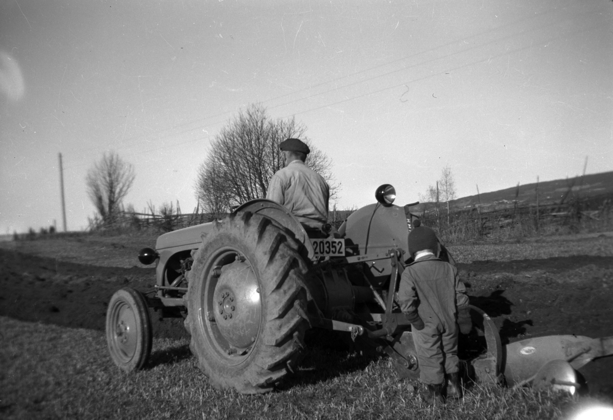 Søndre Tomter ca 1952. Gudmund Tomter pløyer med Ferguson TEA 1952 modell reg. nr D-20352 og en skjærs plog på Vestre Haugåkeren. Traktoren var den første på Søndre Tomter (Ner-Tomter). Sønnen Ole Jacob Tomter (3) går bak. Våronn. 

