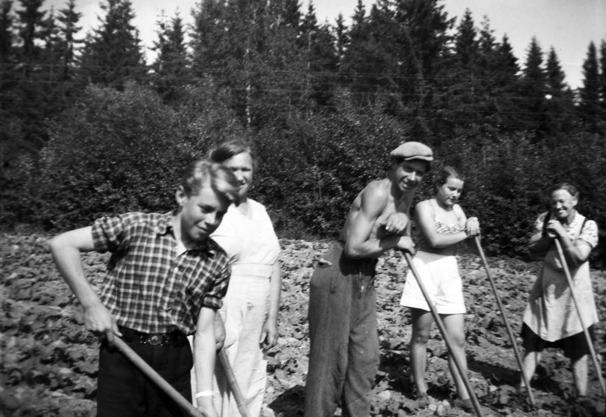 Søndre Tomter (Ner-Tomter) ca. 1952. Kålrotrensking på Grindstuåkeren. F. v: Harald Tomter, Anna Fløyen, Halvard Olstad, Marta Tomter og Pauline Bjørgli. 

