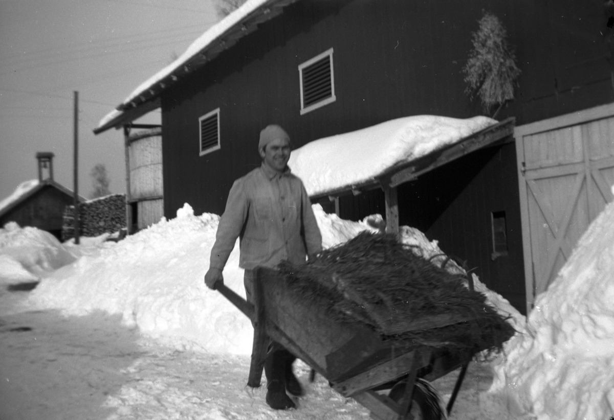 Søndre Tomter (Ner-Tomter) ca 1952. Håkon Grosberghaugen var sveiser på Ner-Tomter fra 1950 til 1969. Her triller han silo til fjøset. Trillebår. 