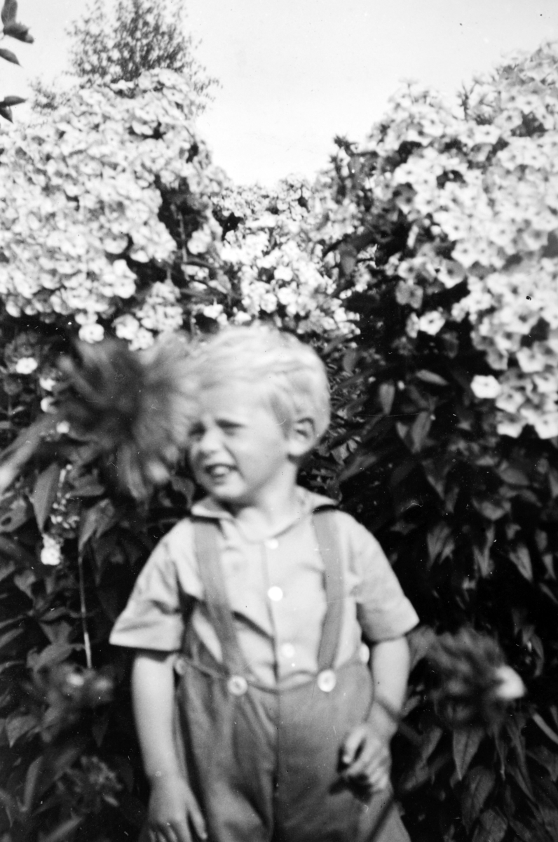 Gunnar Madsen blant blomster i Vesteng. Det var alltid mye blomster i Vesteng. Mange kom innom og fikk med seg blomster. Det hendte at det ble plukket blomster til brudebuketter fra Vesteng. 