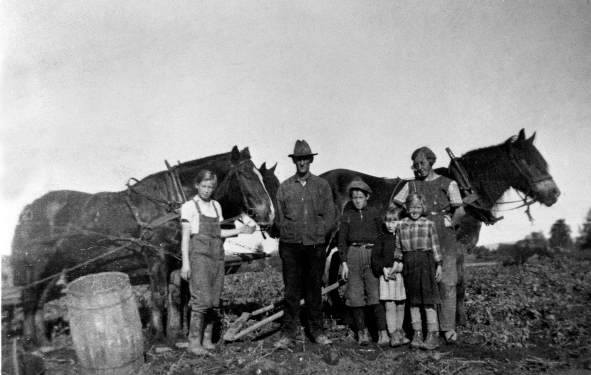 POTETONN, POTETPLUKKING, GRUPPE: 6 FRA VENSTRE: JENNY HALVORSEN, OLE BAKKEN, WILHELM OLSTAD, LIVE OLSTAD, EVA BAKKEN, KAREN BAKKEN, STAUR GÅRD