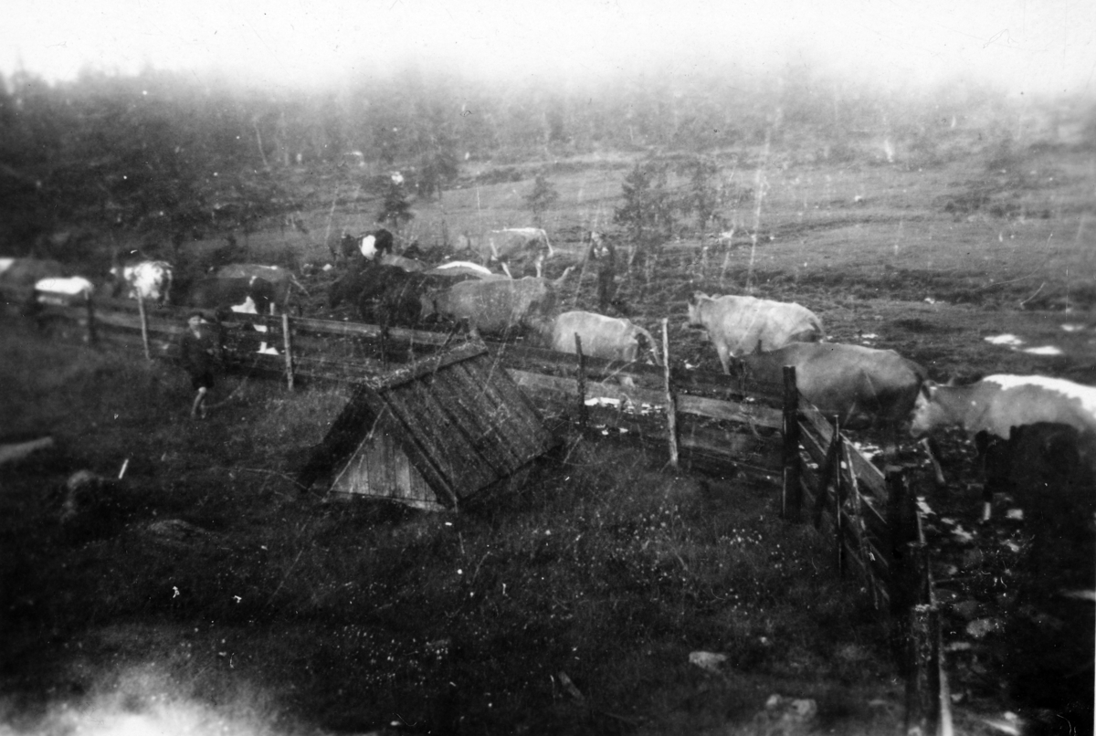 Kuslepp, Gransjøen i 1941. Krøtter fra flere småbruk i Romedal. 