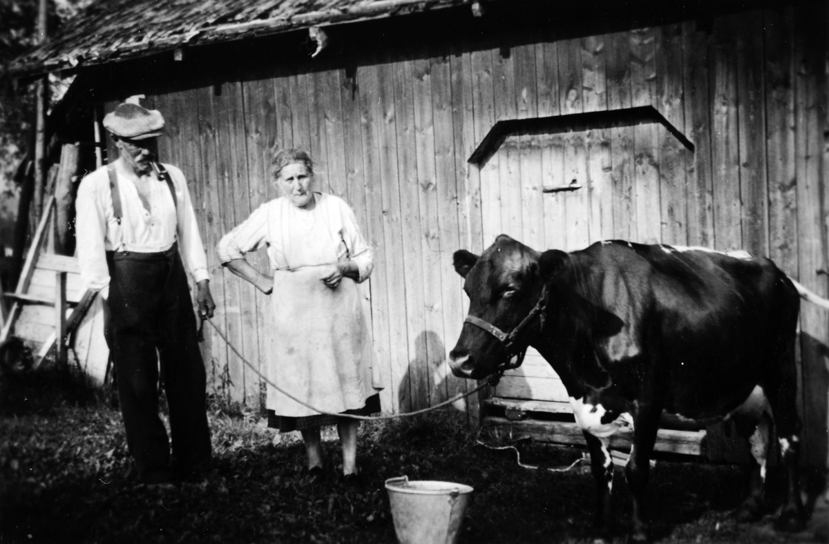 Vestli på Ilseng. Julius og Bertha Vestli foran låven i Vestli ca. 1946. 