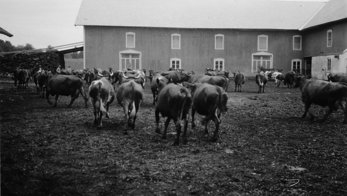Kuslepp på Atlungstad gård i Stange. 