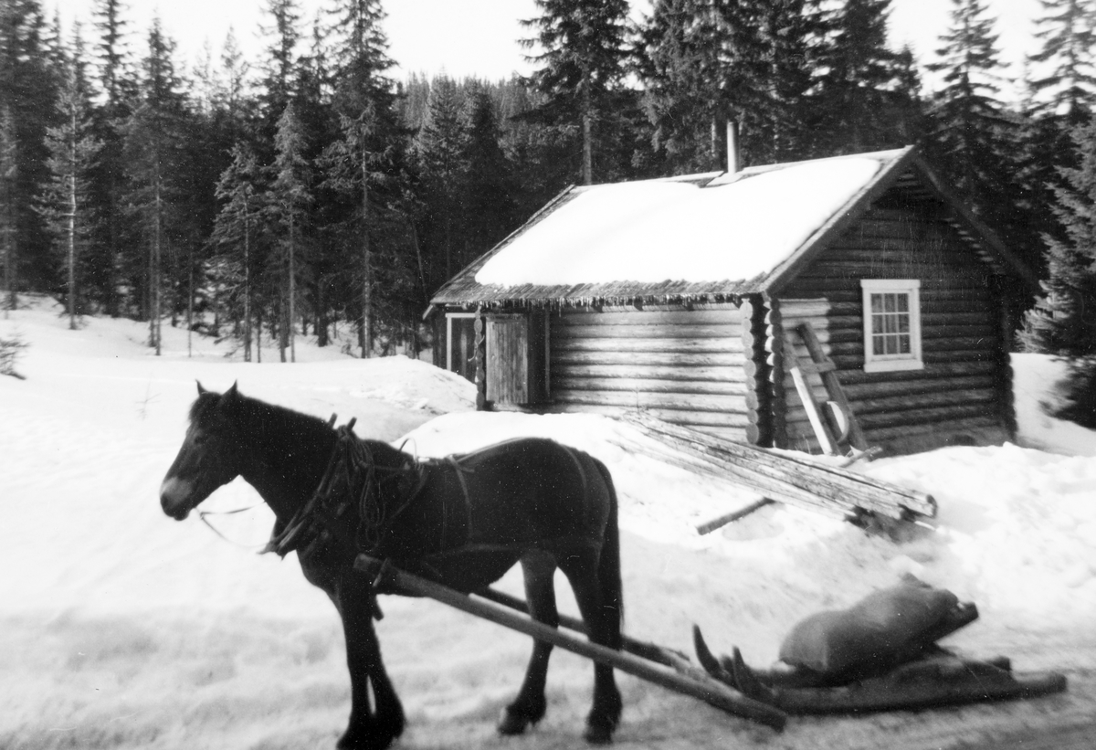 Tømmerkjøring i Romedal Almenning vinteren 1964. Hesten "Ralita" med rustningsbokk pålagt høysekk. Koia Lauvtjennskoia var kvileplassen. Harald Mathiassen i Optjernsberget sto for akkorden og Oddmund Rønningsbakken var "Lauskar" med 30 kroner dagen og kosten. 