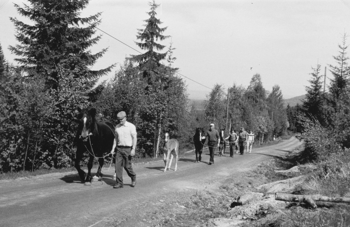 Fossbakka i Vallset, Stange, juni 1982. Hestefølge drar til skogs. Dette ver det siste hestefølge som ble ført til skogs på beite på gammelmåten. Her på veg oppover Fossbakka. Foran går Lars Bjørndalen, Sverre Bjørndalen, Kåre Mågård, Olav Bjørndalen og til slutt ukjent.. (skrevet av Oddmund Rønningsbakken)