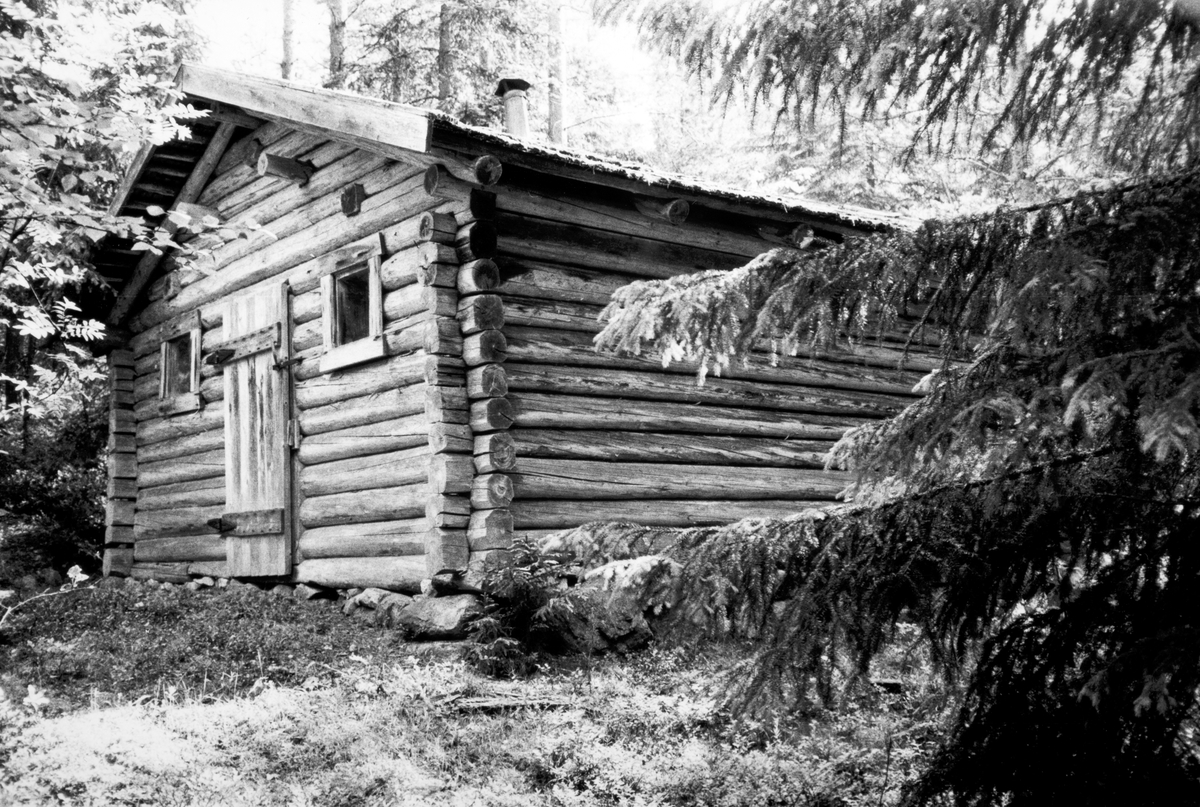 Tjyrukoia øst for Kumyrholen, etter vegen til Grønlien. Søndag 15. juni 1980. Skogskoie. 