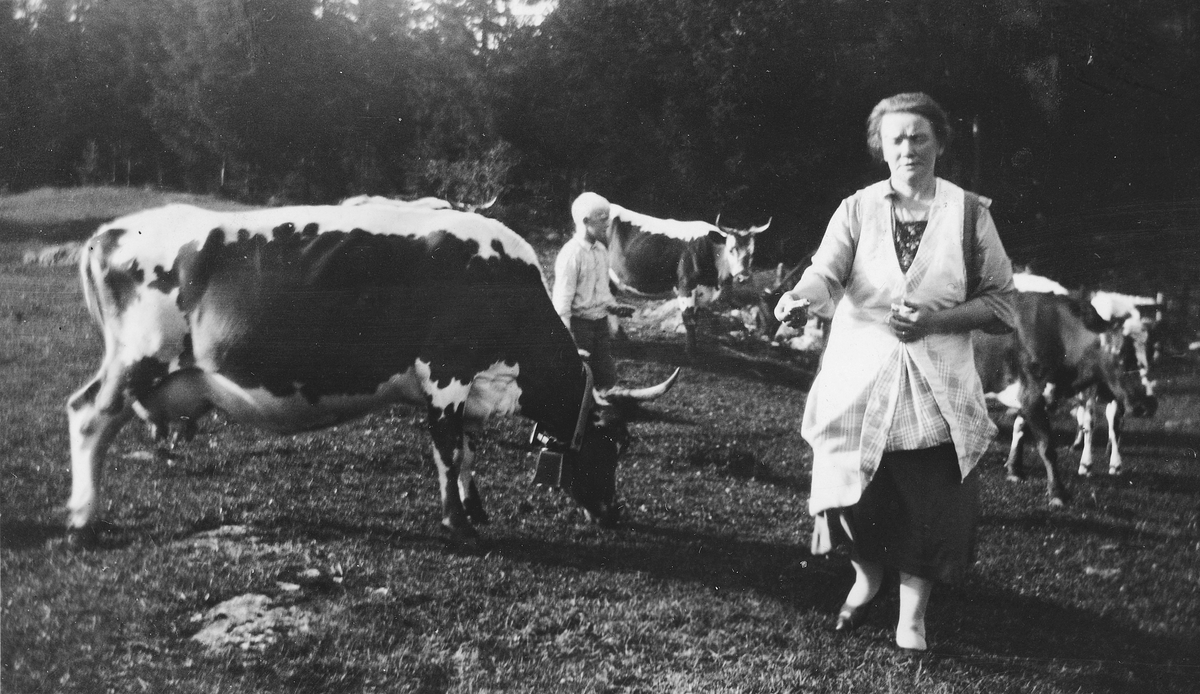 Torødegården, Tangen. Telemarkku, beiter på "Tajet". Hilde Nikoline Lundby og "tantungen" Erik Olsen. Ca. 1935. 