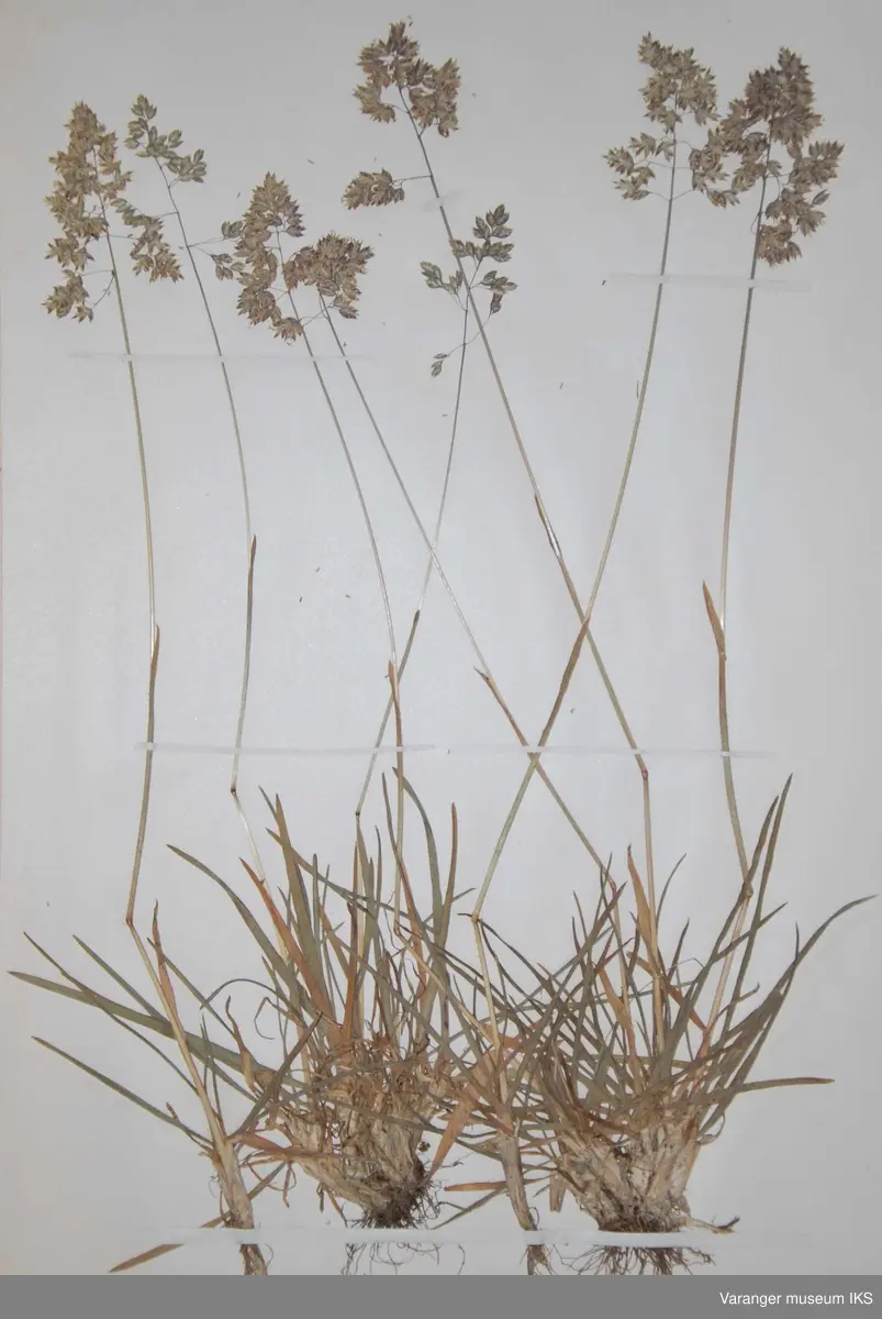 Plante