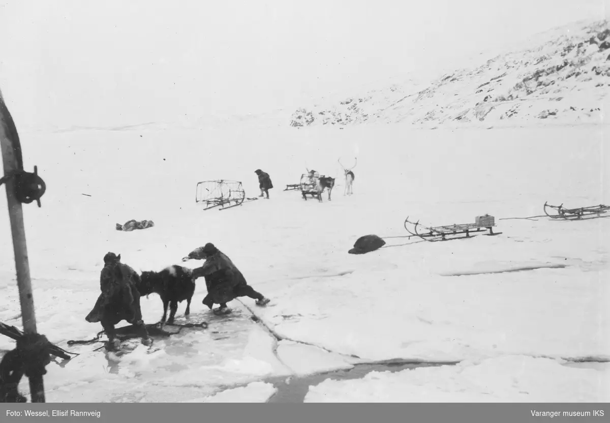 Lokalbåten D/S Varanger ved iskanten i Bøkfjorden. En okse skal ombord.