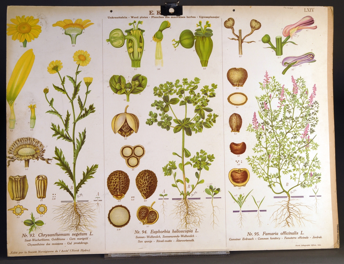 Planter, blomster, ugress; peruskjellfrø/ neslebladet Galinsoga, flikbrønsle/ flikbrøndsle, gullkrage/ gul prestekrage, åkervortemelk, jordrøyk.