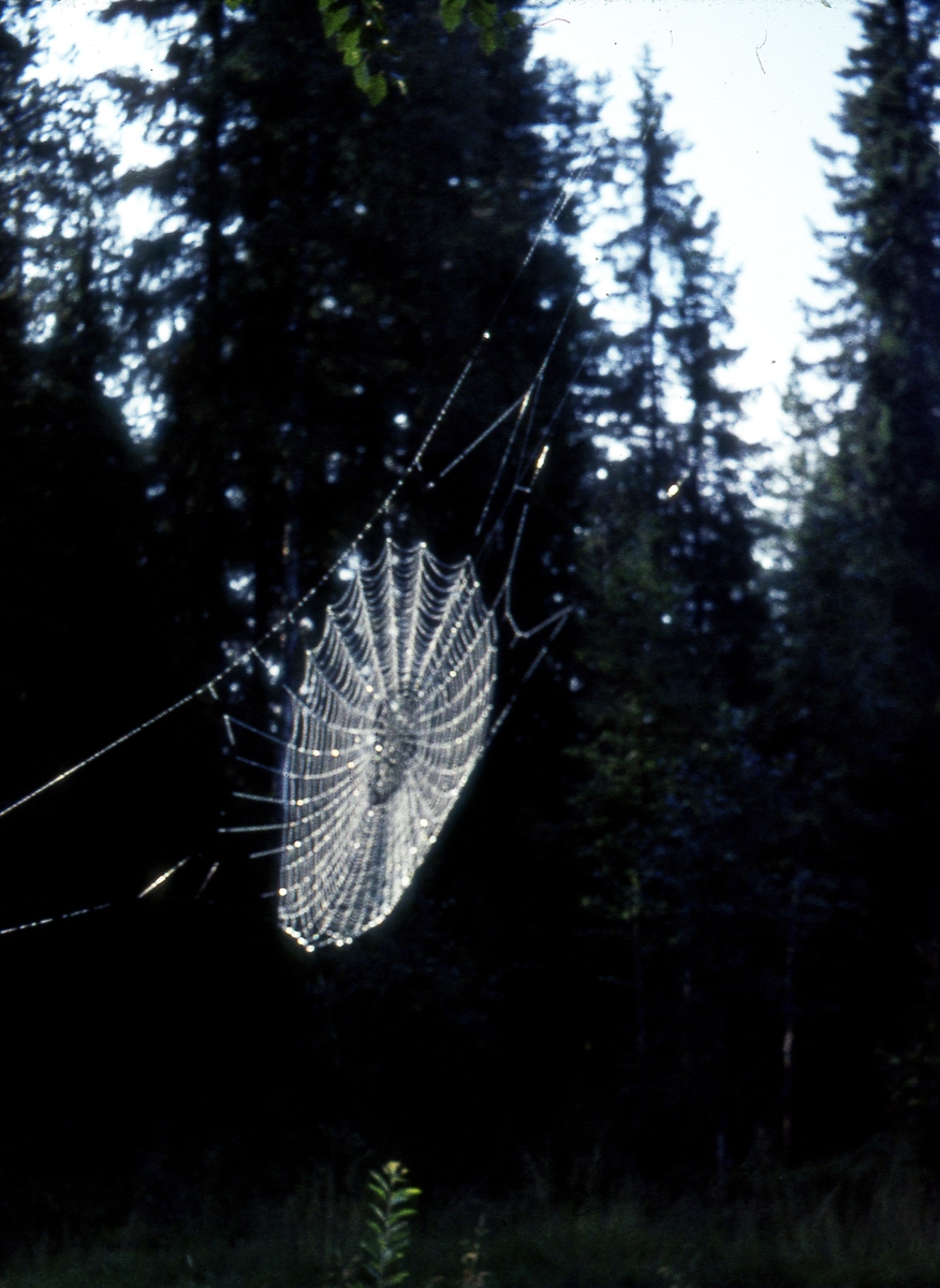 Spindelvev