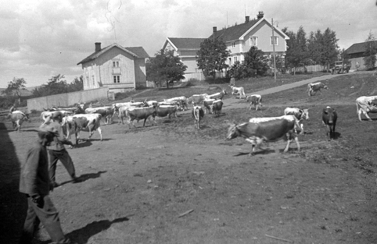 KUSLEPP, SKRÅSTAD, NEDRE VANG, Hamar. 