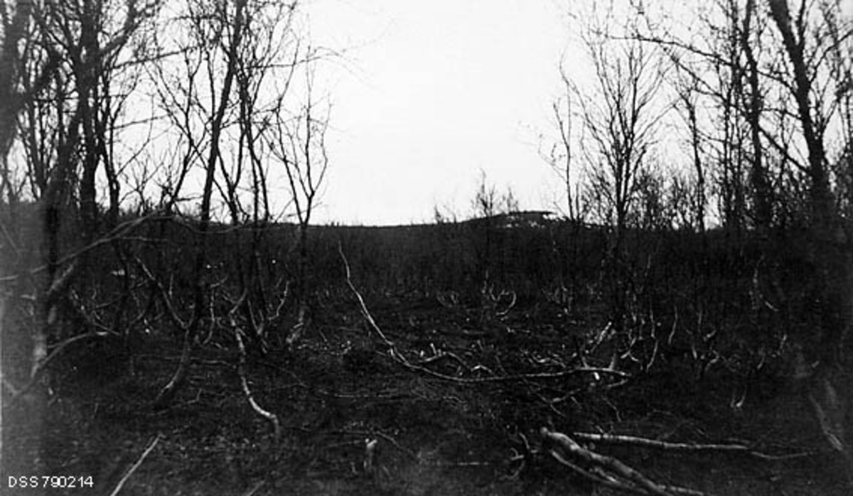 Bjørkeskog i Nesseby i Finnmark, der det hadde vært foretatt uautorisert vedhogst på statens grunn. Det året dette fotografiet ble tatt, skrev fotografen, skogforvalter Arthur Klerck, følgende: «Hvad bjerkeskogene angaar, anviser de saakaldte almengjældende regler fremgangsmaaten under de forskjellige forhold; men det har altid været en evig krig mellem befolkningen og skogvæsenets folk om, hvad disse skoger kan og maa taale, - og desværre er seieren paa befolkningens side, der viser alle de snauhuggede lier fra fjære til fjeld. Men skylden skogvæsenets!»  Etter denne siste, ironiske bemerkningen trøstet Klerck seg med at «Finmarksbjerken er et villig træslag, gang paa gang har den trodset den uvorneste hugst, saa den forekommer i frodig gjenvekst paa flere steder hvor den har været borthugget helt.»