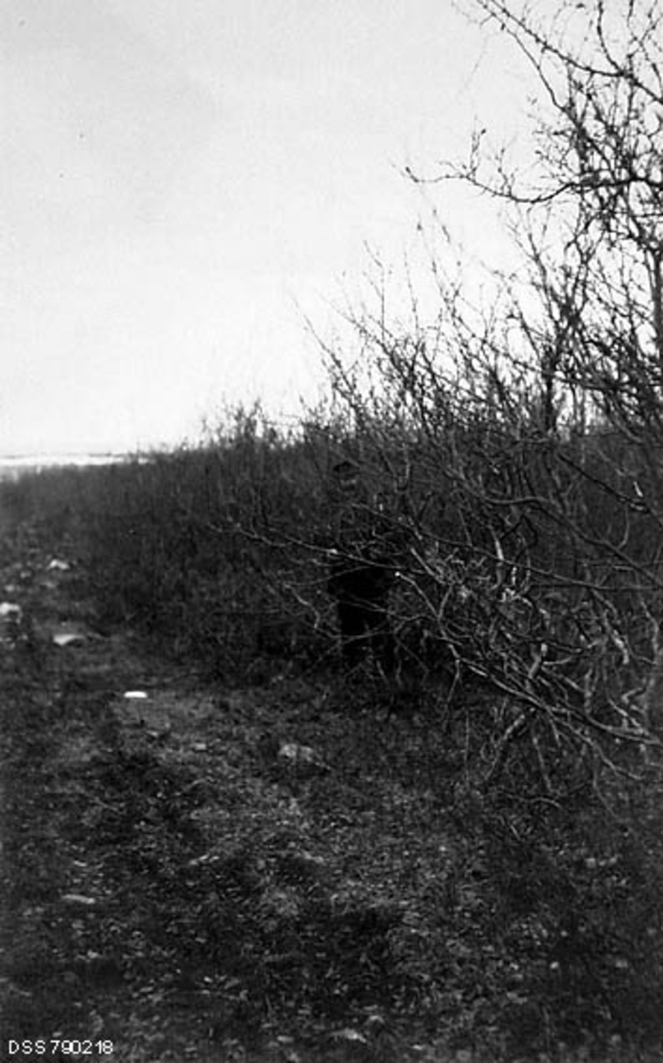 30-årig gjenvekst, løvtrær, portrett