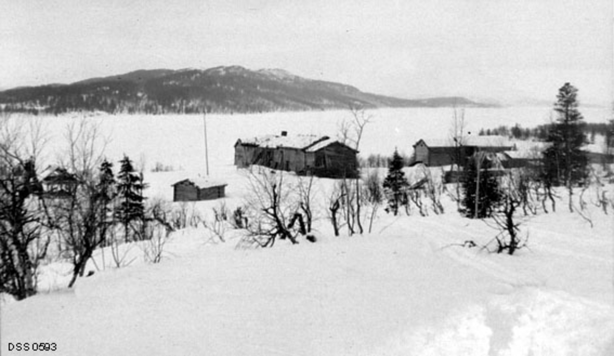 Gardstunet på eiendommen Grubben i Hattfjelldal på Helgeland.  Fotografiet er tatt fra bjørkeskogbeltet ovenfor tunet en vinterdag i 1910.  Tunet lå i ei slak helling ned mot Røssvatnet.  Sentralt i bildet ser vi ei gruppe laftete «innhus» som var bygd på rekke - gavl mot gavl.  Driftsbygningene lå til høyre for disse (nordøstover i terrenget).  I tillegg lå ett hus - muligens et eldhus eller ei smie - til venstre for, og i god avstand fra, innhusrekka.

Jorda i Hattfjelldalen var lenge på utenbygds hender.  Lenge var det velstående familier i Nord-Norge som eide dette godset, men i 1865 ble eiendommen oppkjøpt av engelske interssenter i det som etter hvert ble hetende The North of Europe Land & Mining Comp. Limited - på Helgeland vanligvis omtalt under navnet «Ængelskbruket» (jfr. fanen «Opplysninger»).  De utenlandske investorene avvirket skogen i høyt tempo og uten særlig tanke på foryngelse og gjenvekst.  I 1892 vedtok stortinget «Lov indeholdende Forbud mod Udførsel af Trævirke m.v. fra Nordlands, Tromsø og Finmarkens Amter» for å sette en stopper for slik virksomhet, noe som førte til at det engelske selskapet forsøkte å selge eiendommene på Helgeland.  Staten avslo et tilbud om å kjøpe skogene i 1898 på grunn av engelskmennenes prisforlangende.  Året etter kom det et nytt tilbud.  Staten valgte da å kjøpe Hattfjelldalsgodset, dels for å redde de uthogde skogene, dels for å bli kvitt det utenlandske eierskapet og dels for å kunne bidra til at de mange leilendingene i bygda fikk kjøpe brukene sine.  På overtakelsestidspunktet var det 102 matrikulerte bruk i Hattfjelldalen, hvorav 99 hadde vært drevet som leilendingsbruk under det engelske selskapet.  Grubben var ett av disse.

Jordsmonnet i Hattfjelldalen ble i forbindelse med den statlige overtakelsen av eiendomsrettighetene her vurdert som det beste i Nordland.  Dette kom blant annet til uttrykk ved en i nordnorsk sammenheng stor og frodig flora av blad- og blomsterplanter.  Agronomene merket seg også at slåttengene bar gode avlinger til tross for at de i liten grad ble gjødslet.  Den mest begrensende faktoren for jordbruket her var klimaet.  Frostnetter i august var ikke uvanlig, og derfor var Hattfjelldalen dårlig skikket for korn- eller potetproduksjon.  Det var grasressursene og husdyrholdet, med et omfattende utmarksbeite, som var de bærende elementene i det lokale jordbruket, noe de relativt små arealene med dyrket mark omkring gardstunet på fotografiet vitner om.  Når det gjelder området rundt Røssvatnet sies det at det var preget av store snømengder vinterstid, og av at snøen kom tidlig og brånte seint.  Det ble også sagt at det var mer stormfullt her enn i resten av kommunen, antakelig fordi vinden fikk godt tak i den store åpningen i landskapet som innsjøen skapte.