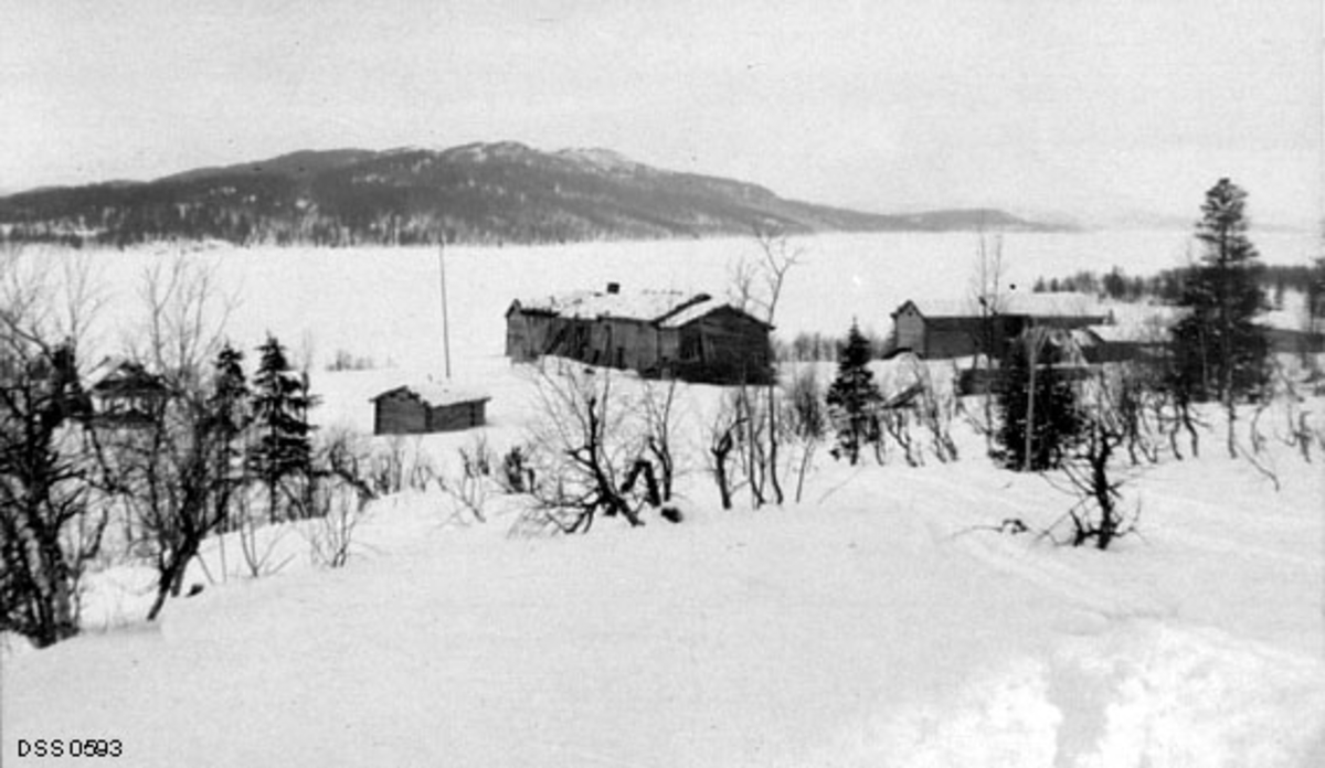 Gardstunet på eiendommen Grubben i Hattfjelldal på Helgeland.  Fotografiet er tatt fra bjørkeskogbeltet ovenfor tunet en vinterdag i 1910.  Tunet lå i ei slak helling ned mot Røssvatnet.  Sentralt i bildet ser vi ei gruppe laftete «innhus» som var bygd på rekke - gavl mot gavl.  Driftsbygningene lå til høyre for disse (nordøstover i terrenget).  I tillegg lå ett hus - muligens et eldhus eller ei smie - til venstre for, og i god avstand fra, innhusrekka.

Jorda i Hattfjelldalen var lenge på utenbygds hender.  Lenge var det velstående familier i Nord-Norge som eide dette godset, men i 1865 ble eiendommen oppkjøpt av engelske interssenter i det som etter hvert ble hetende The North of Europe Land & Mining Comp. Limited - på Helgeland vanligvis omtalt under navnet «Ængelskbruket» (jfr. fanen «Opplysninger»).  De utenlandske investorene avvirket skogen i høyt tempo og uten særlig tanke på foryngelse og gjenvekst.  I 1892 vedtok stortinget «Lov indeholdende Forbud mod Udførsel af Trævirke m.v. fra Nordlands, Tromsø og Finmarkens Amter» for å sette en stopper for slik virksomhet, noe som førte til at det engelske selskapet forsøkte å selge eiendommene på Helgeland.  Staten avslo et tilbud om å kjøpe skogene i 1898 på grunn av engelskmennenes prisforlangende.  Året etter kom det et nytt tilbud.  Staten valgte da å kjøpe Hattfjelldalsgodset, dels for å redde de uthogde skogene, dels for å bli kvitt det utenlandske eierskapet og dels for å kunne bidra til at de mange leilendingene i bygda fikk kjøpe brukene sine.  På overtakelsestidspunktet var det 102 matrikulerte bruk i Hattfjelldalen, hvorav 99 hadde vært drevet som leilendingsbruk under det engelske selskapet.  Grubben var ett av disse.

Jordsmonnet i Hattfjelldalen ble i forbindelse med den statlige overtakelsen av eiendomsrettighetene her vurdert som det beste i Nordland.  Dette kom blant annet til uttrykk ved en i nordnorsk sammenheng stor og frodig flora av blad- og blomsterplanter.  Agronomene merket seg også at slåttengene bar gode avlinger til tross for at de i liten grad ble gjødslet.  Den mest begrensende faktoren for jordbruket her var klimaet.  Frostnetter i august var ikke uvanlig, og derfor var Hattfjelldalen dårlig skikket for korn- eller potetproduksjon.  Det var grasressursene og husdyrholdet, med et omfattende utmarksbeite, som var de bærende elementene i det lokale jordbruket, noe de relativt små arealene med dyrket mark omkring gardstunet på fotografiet vitner om.  Når det gjelder området rundt Røssvatnet sies det at det var preget av store snømengder vinterstid, og av at snøen kom tidlig og brånte seint.  Det ble også sagt at det var mer stormfullt her enn i resten av kommunen, antakelig fordi vinden fikk godt tak i den store åpningen i landskapet som innsjøen skapte.