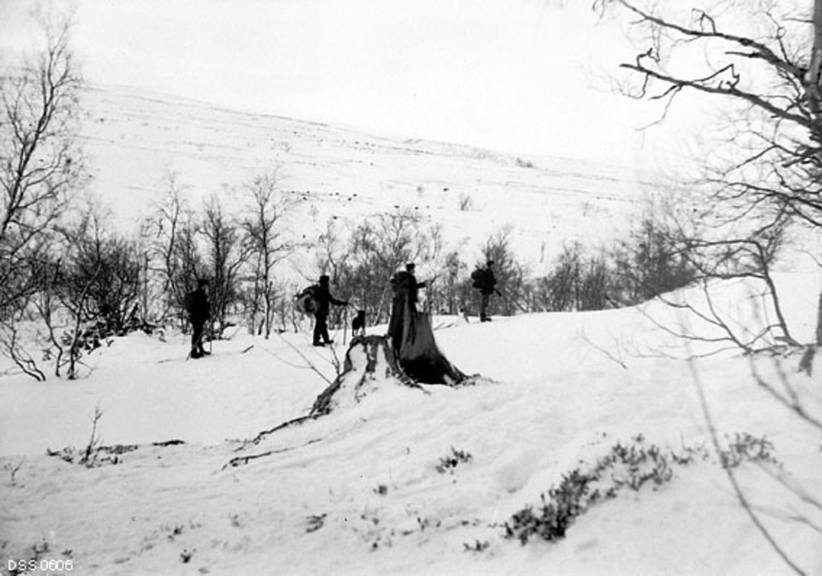 Fire skiløpere og en hund, fotografert i et slakt dalføre med bjørkeskog omgitt av snaufjell.  Fotografiet er tatt i Graddisdalen på nordsida av Saltfjellsplatået, ikke langt fra svenskegrensa. Området ligger 7-800 meter over havet.  Skiløperne var antakelig skogfunksjonærer på befaring.  Den fremste av dem later for øvrig til å ha hatt med seg et jaktgevær.  Stubben i forgrunnen vakte åpenbart skogfunksjonærenes interesse.  Den fortalte dem at det hadde vokst ei diger furu der, og kullspor tydet på at treet var blitt offer for en skogbrann.  Ut fra dette sluttet de at det tidligere hadde vokst furu i ei sone der det på dette tidspunktet bare var bjørkeskog, altså at tregrensa var synkende.  Denne oppfatningen ble styrket da de så et lite bjørkebestand i lia på motstående side av den lille dalen, høyt over den lille bjørkeskogen de gikk på ski i.  I teksten på den statlige skogetatens kartotekkort for dette motivet er dette uttrykt slik:

«Fra Saltdalen Statsskoger.  Utdigt fra øverste Graddisaas mot Litlfjeldet.  I Forgr. Furustubbe efter Skogbrand.  Hele Fjeldsiden snaubrændt.  Man ser tilh. oppe i Lien langt over den nuværende tilsyneladende Trægrænse en Bjerkeskogpull.»