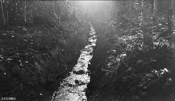 Forholdsvis nygravd skoggrøft i Rotelvstrøket i Saltdalen statsskog i Nordland fylke.  Fotografiet er tatt i 1912.  På denne tida hadde man, stimulert av stammeskiver som tydet på at dreneringstiltak gav enorme utslag i volumtilveksten på våtmarker.  Derfor ble en svært stor andel av investeringene i skogkultur lagt i nettopp grøfting.  Bildet er tatt langsetter ei drøyt halvmeterdjup grøft i myrlendt terreng med bjørkedominert vegetasjon.  På opptakstidspunktet rant det en god del vann i botnen av grøfta.