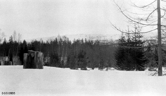 Vinterbilde fra planteskolen på Storjord i Saltdalen, tatt i 1912.  Fotografiet er tatt over ei snødekt flate, antakelig et dyrket areal med såsenger mot omgivende trær, som blant annet består av gran og lerk.  Kartotekkortkopien av bildet har litt dårlig kontrast. 