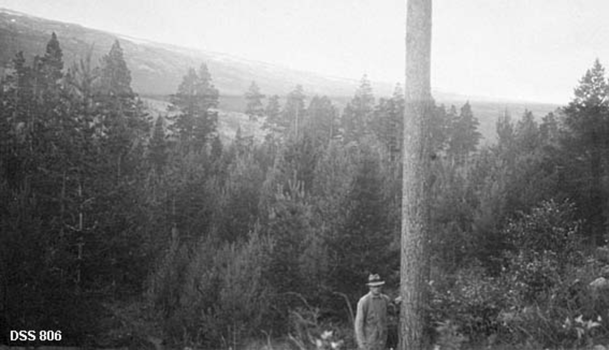 Skoglandskap ved Kjeggmo i Saltdalen.  I forgrunnen en mann med hatt og vindjakke ved en diger furustamme.  I bakgrunnen noe yngre furuskog. 