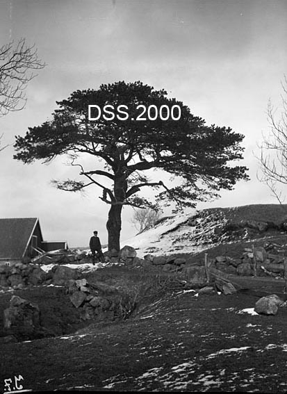 Furu på Høyland prestegard i Sandnes.  Fotografiet er tatt i et jordbrukslandskap, like ved garden.  I forgrunnen ei grasslette som krysses av en veg, delvis avgrenset av steingjerder.  Bak dette gjerdet ei gammel, forholdsvis lav furu med vid krone.  En mann står ved steingjerdet og furua.  Til venstre i bildeflata skimtes gavlen på en driftsbygning. 