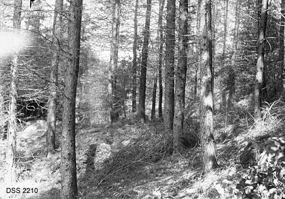 Fra 30 år gammelt lerkebestand ved Kjørrefjord i Farsund.  Fotografi fra underskog med tørre greiner.  Fotografen har regnet ut at bestandet har 300 kubikkmeter tømmer per hektar.