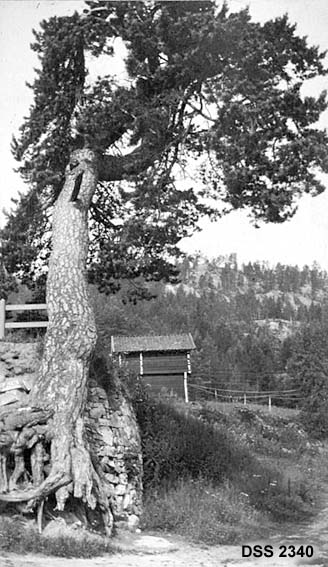 Furu med karakteristisk rot.  Treet vokser på kanten av en høg steinmur utenfor Tinnoset hotell i Telemark.  Store deler av rota er blottlagt.  Treet bogner noe "innover" i bildet.  I bakgrunnen et rødmalt, laftet stabbur og en bergrygg med spredt barskog. 