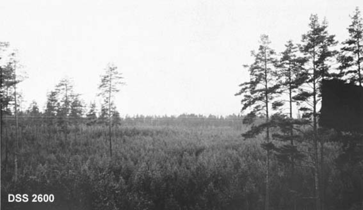 Norderhov prestegårdskog, flate med tett ungskog og enkelte fullvokste furutrær.  Uidentifisert svart skygge i høgre bildekant. 