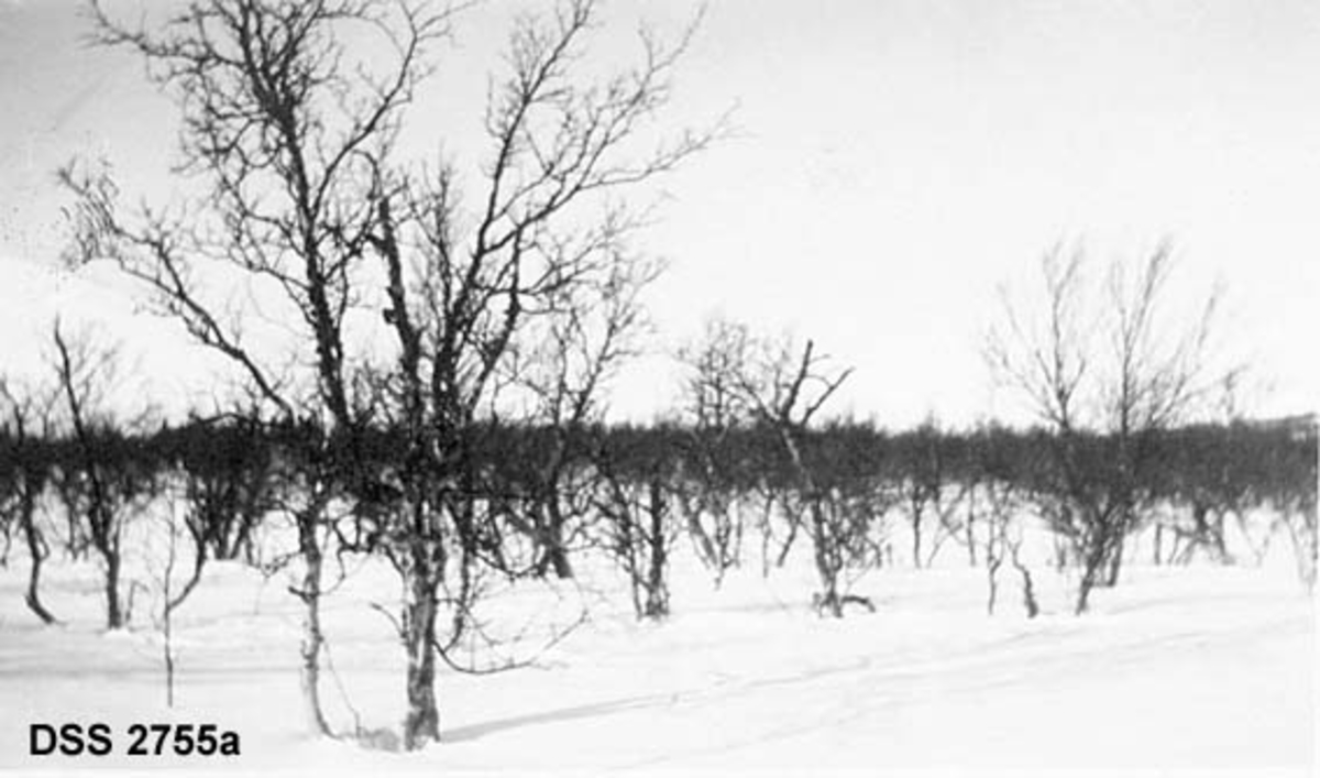 Fjellbjørkeskog på snødekte vidder.  Fotografiet er fra Kongsvangene i statsallmenningen i Ringebu østfjell. Det finnes to ulike opptak på samme kartotekkort i samlinga fra den statlige skogetaten.