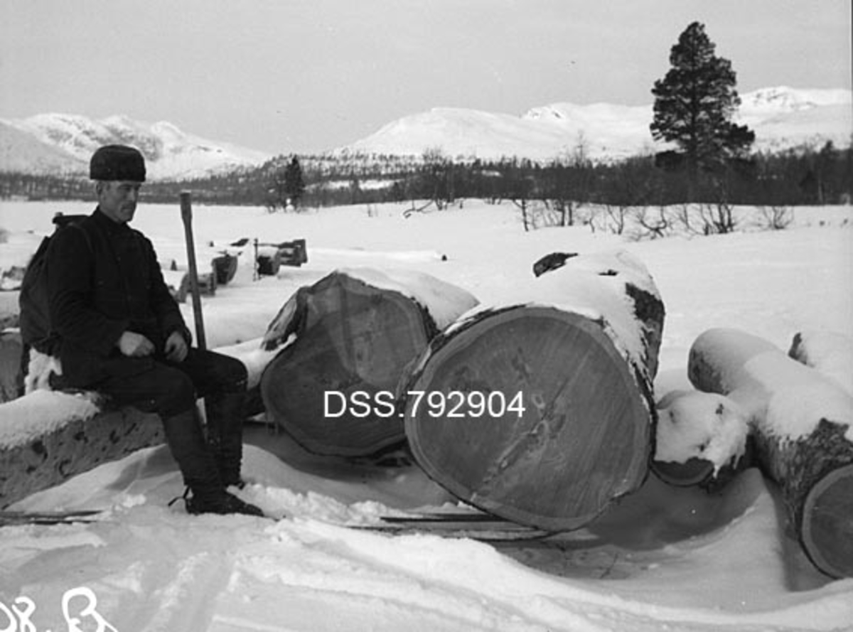 Tømmer av ett stort furutre med betydelig utmalming (for mål, se rubrikk for signatur/påskrift).  En skiløper sitter på en av stokkene.  Bildet er tatt i åpent lende ved strand på Fjellgutusjøen i Engerdal, med nåleskog og snødekte snaufjell i bakgrunnen. 