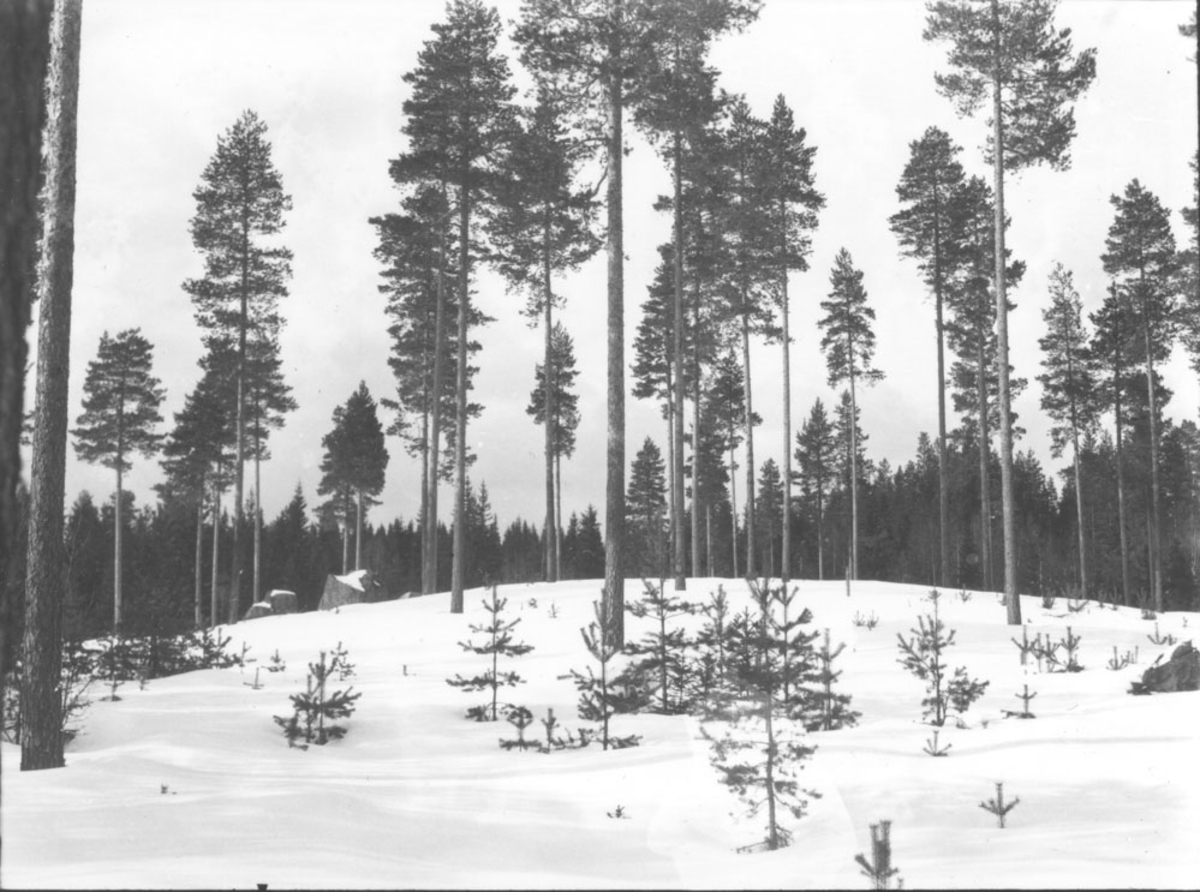Furuskog, vinter. 