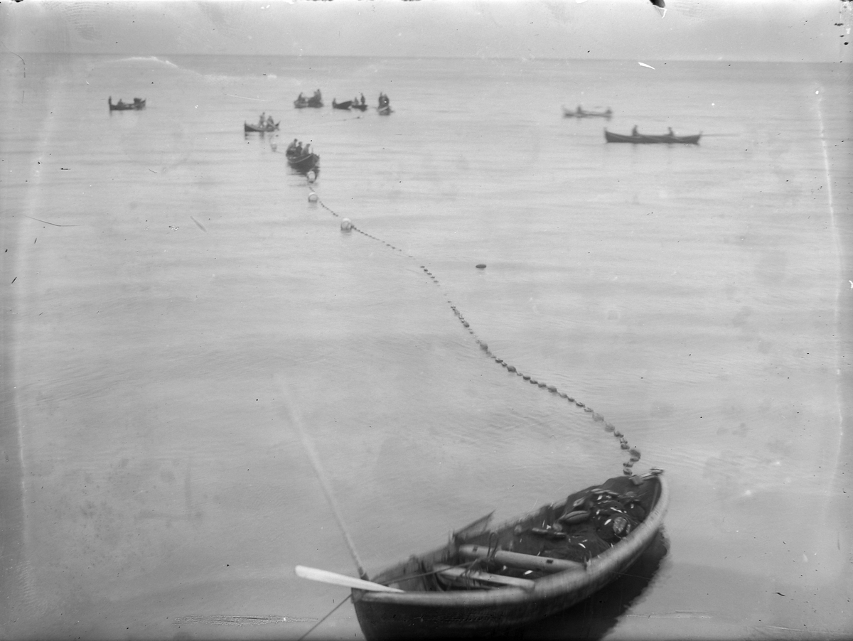 Brislingfiske i Trondheimsfjorden