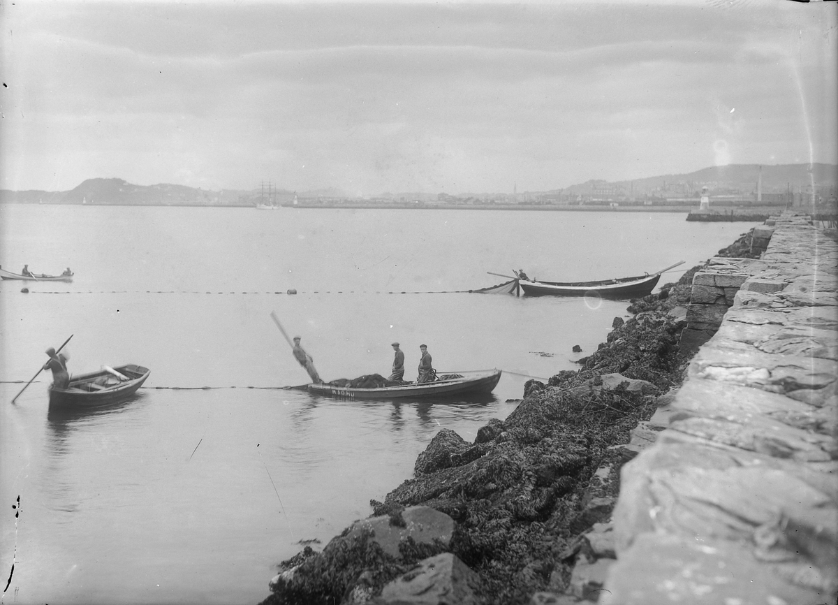 Brislingfiske i Trondheimsfjorden