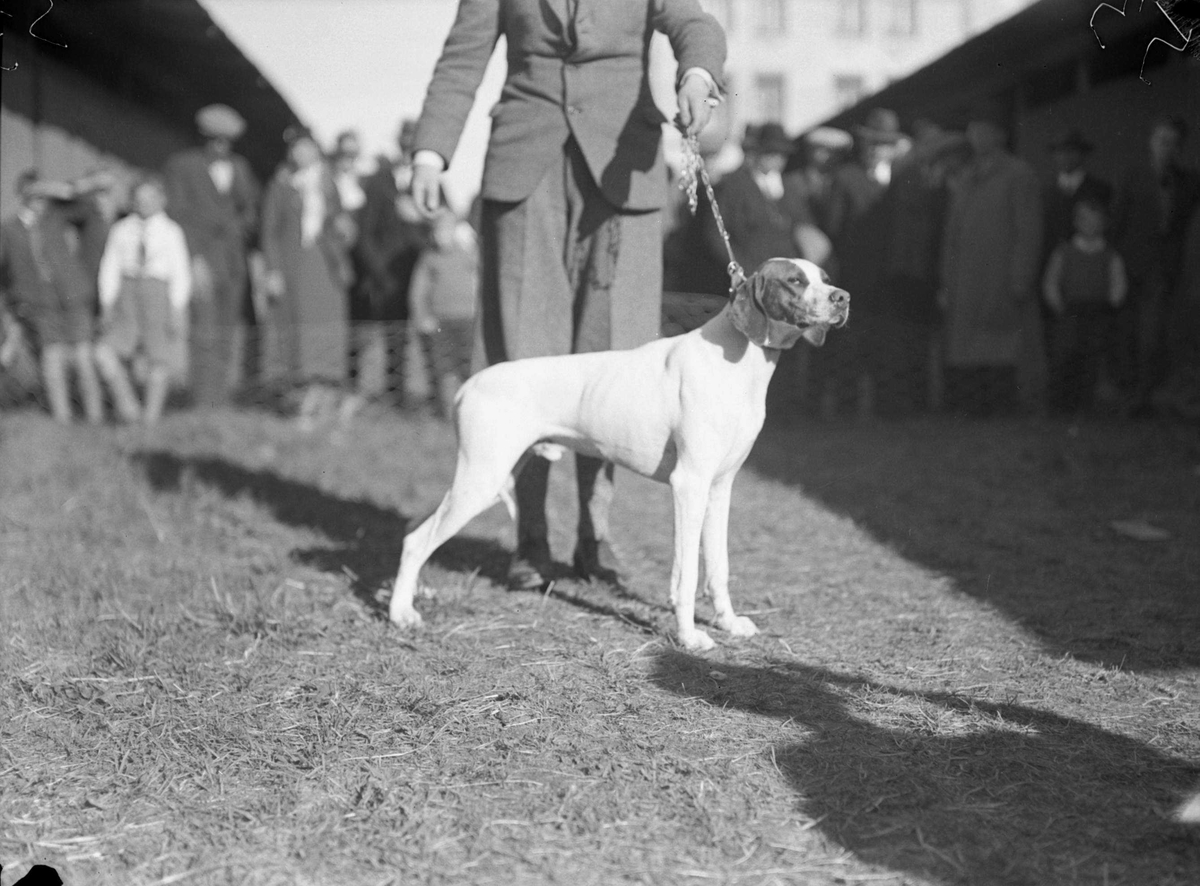 Nordenfjeldske Fuglehundklubs utstilling i 1935