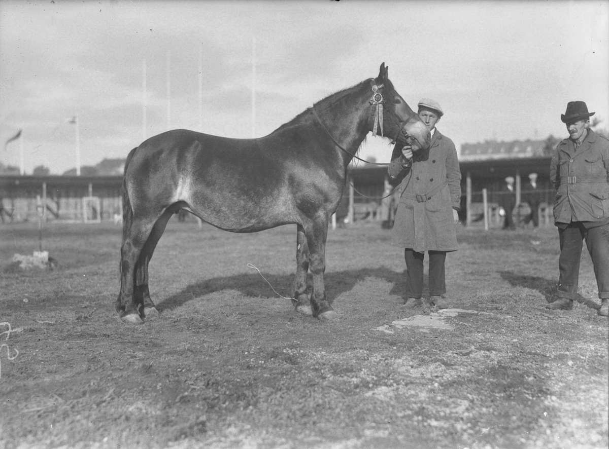 Hesten "Hoelsborka"