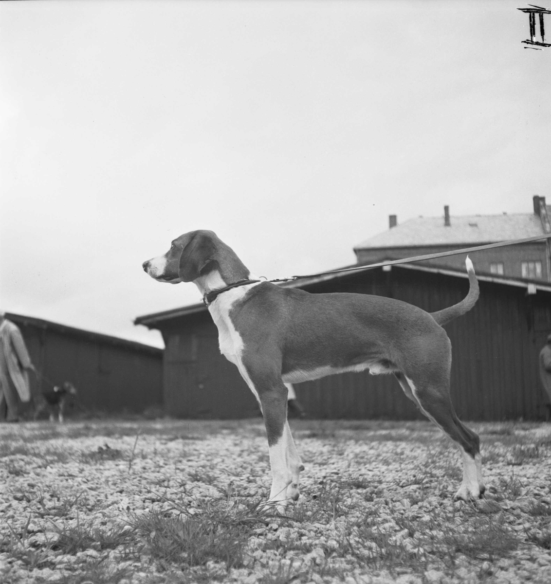 Harehundeutstilling på Øya