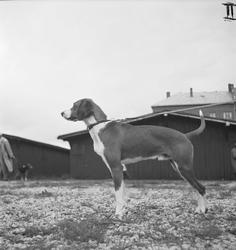 Harehundeutstilling på Øya