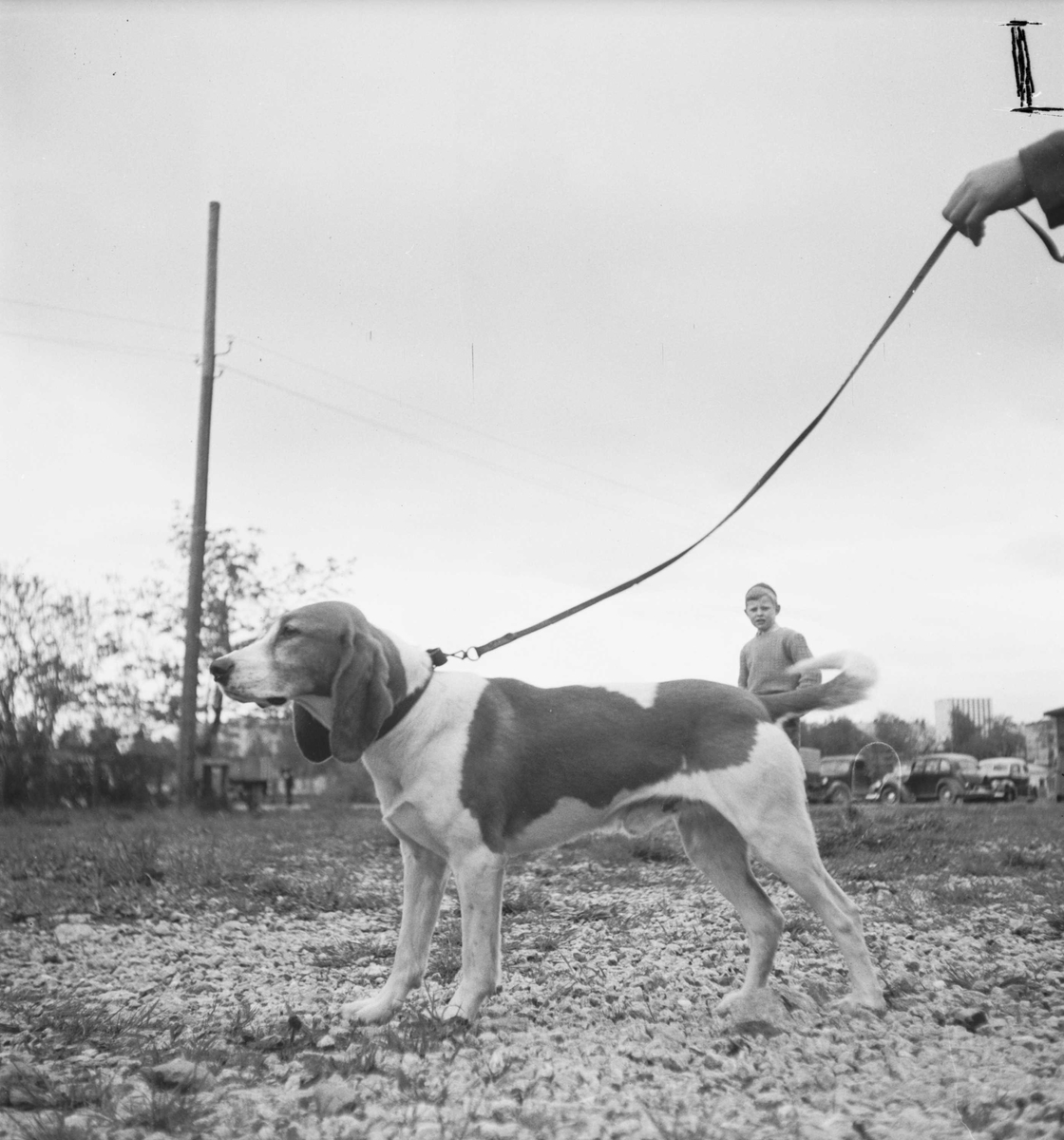 Harehundeutstilling på Øya