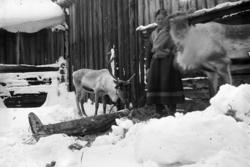 Røros. Ei kvinne i samekofte, Sara Paulsen? (født Nordlund) 