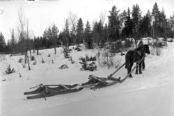 Ringsaker og Nes Almenning, skogbruk, tømmerlunning på vinte