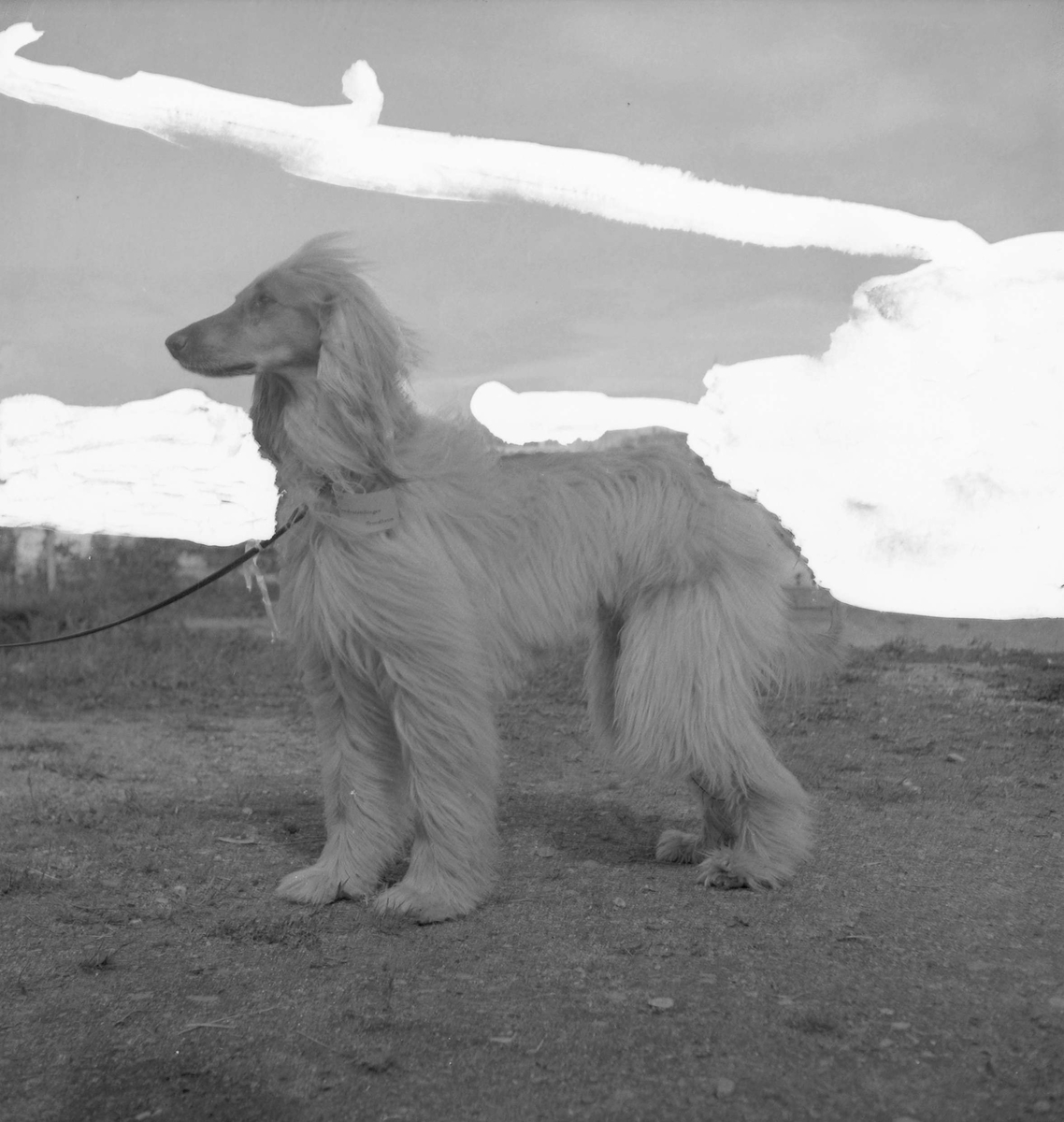 Inger Thams Afghaner Kobah Khan på hundeutstilling