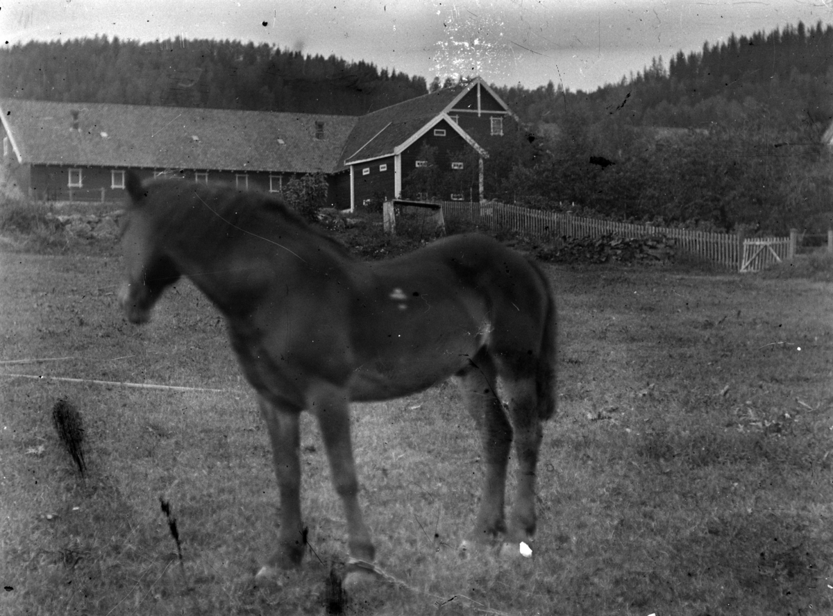Ringsaker, Nes, Grefsheim gård, En hest.  Låven og stabburet på Grefsheim i bakgrunnen. Nes, Hedmark.