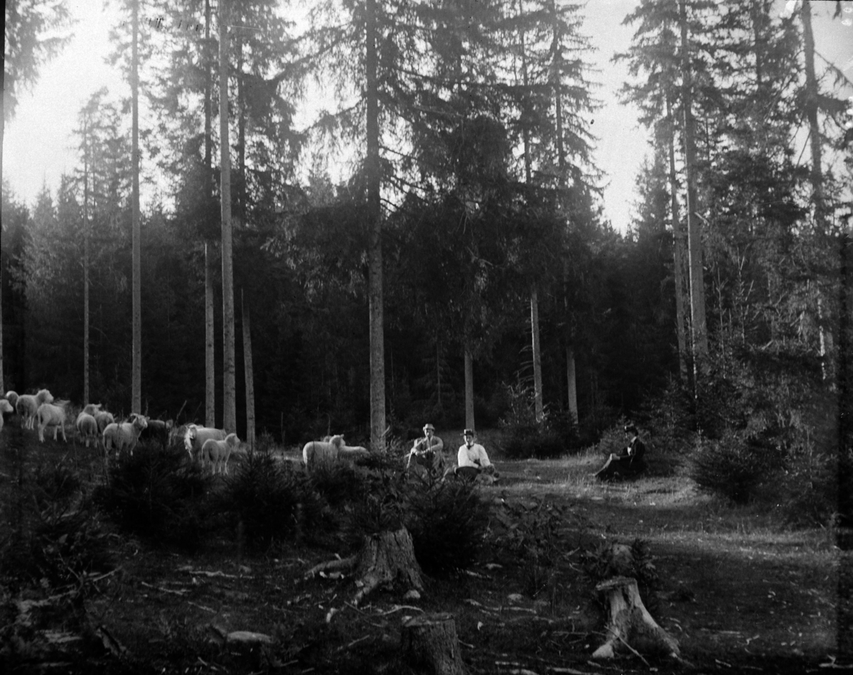 Ringsaker, Nes, Grefsheim gård, Sau og sauebeite i Grefsheims skog. Johan E. Mellbye med frue og gjest. Grefsheim, Nes, Hedmark.
