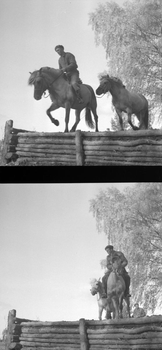 Østre Toten, Starum leir, militær øvelse for veterinærfenrikker, Hærens veterinærtjeneste, befal, Dk. Vestlandet, Trøndelagkompaniet, kokkekurs, riding, gruppebilder