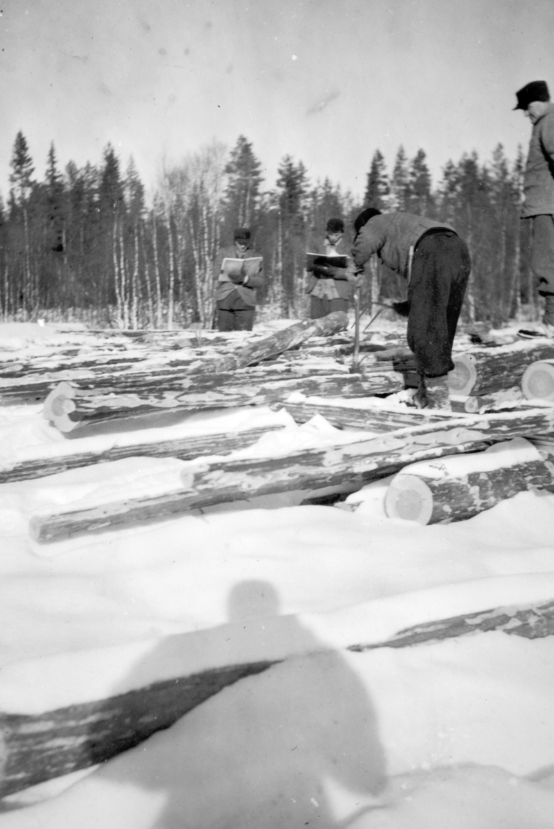 Oppmåling av tømmer, Trysil, ukjente. 