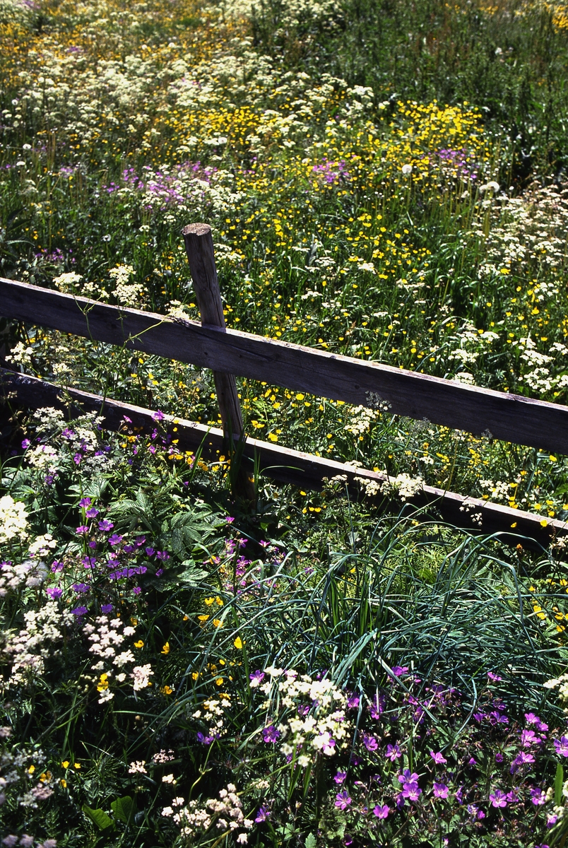 Ringsakerlandskap. Blomstereng, gjerde. 