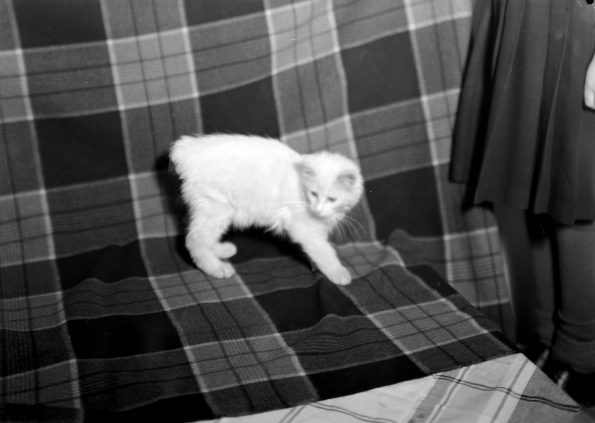 Hamar, Arvesens veg 33, Fru Christie, en katt,